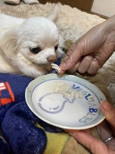 むむが天国へ旅立ちました 04